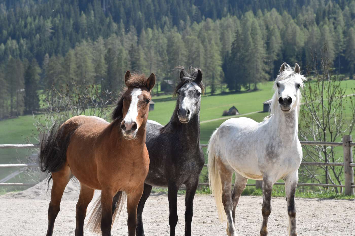 reiterhof-maneggio-unterlanerhof-reiten-pony-cavallo-pony-sexten-sesto-horse-riding-kl6